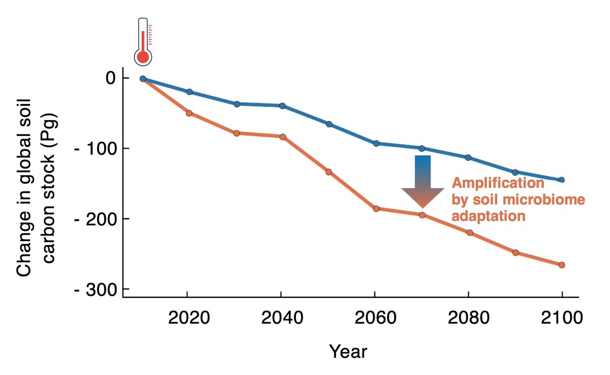 GlobalChangeBio's tweet image. Microbiome Adaptation Could Amplify Modeled Projections of Global Soil Carbon Loss With Climate Warming 

🔗 buff.ly/iXsdg42
