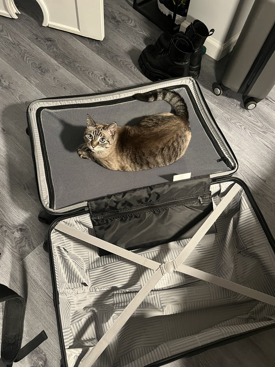 sleepylev_'s tweet image. Gotta cancel my Japan trip, can’t pack 🐈