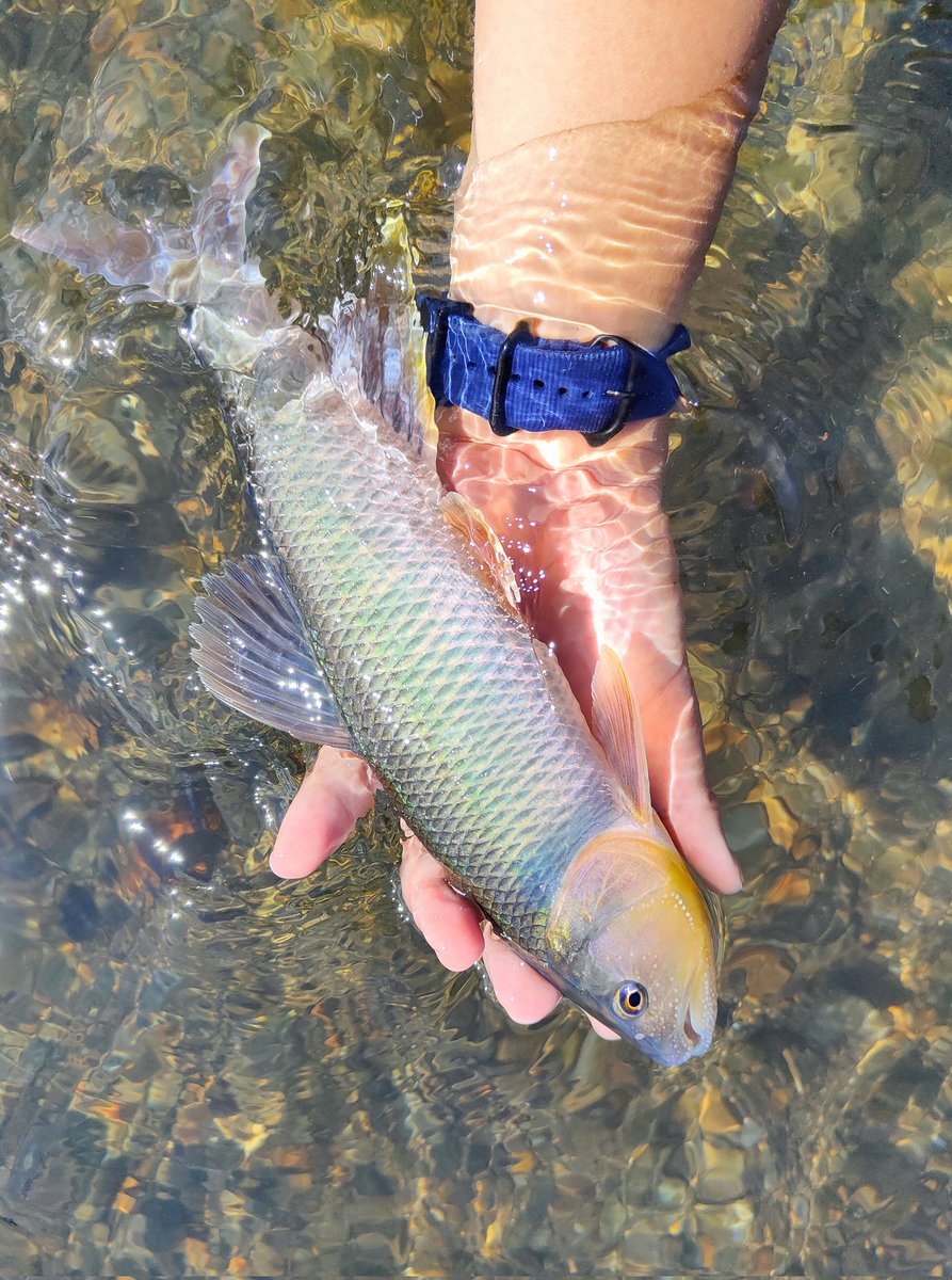 tuna_suma's tweet image. 良い魚すぎた