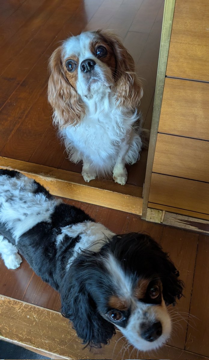 🐶ママどこいくの？
👩咳が出てきたから病院へ行ってくるね
初めてだと断られる病院あるから、TELしてみたら質問されたり待たされたり10分くらいかかった😅
断られなかっただけヨシとしよう！