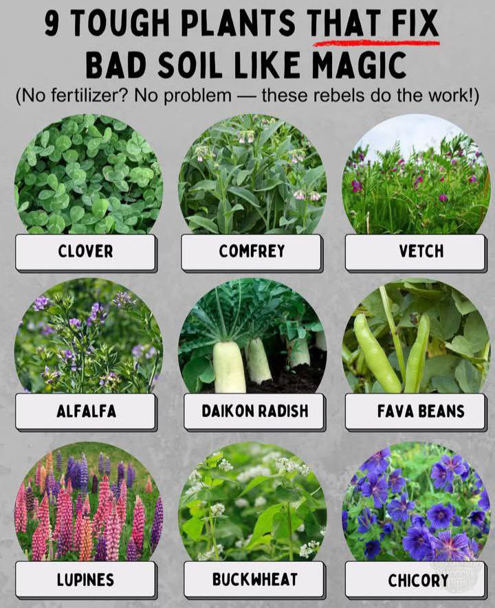 DaysofNoahGen6's tweet image. Try these plants to improve your soil!
These plants improve poor soil by fixing nitrogen through symbiotic bacteria, adding organic matter, and enhancing soil structure with dense root systems. They can also help control erosion, suppress weeds, and boost microbial activity,…