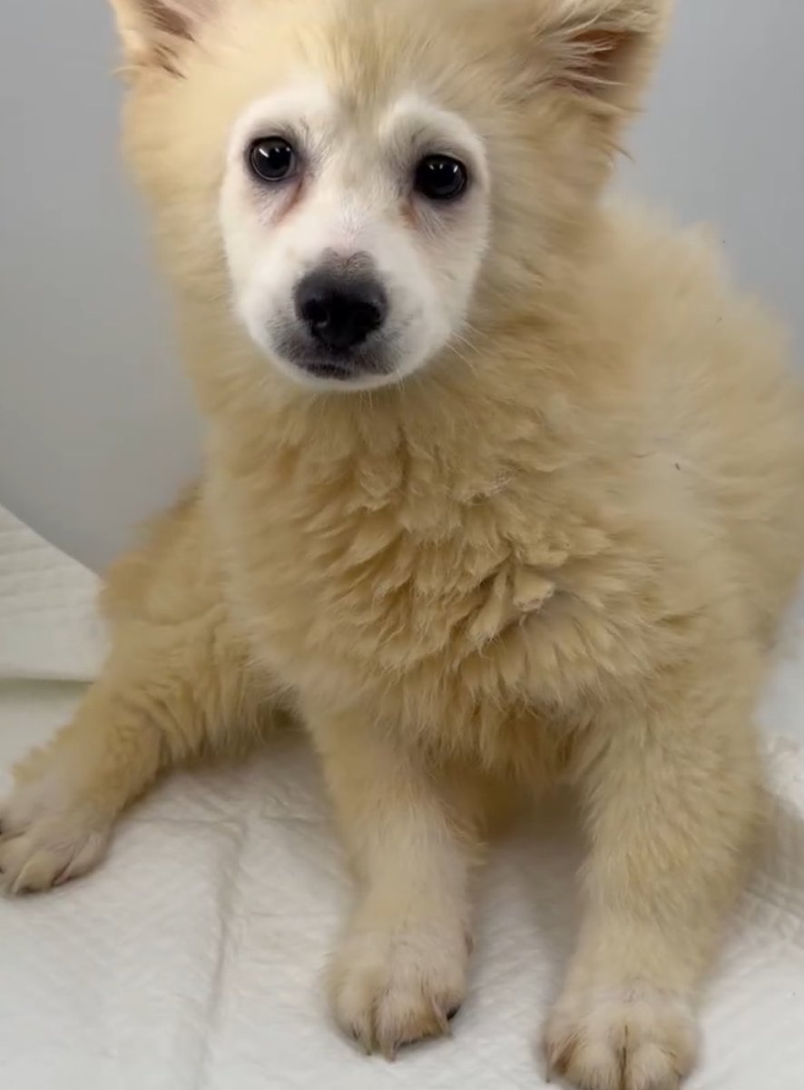 RAD_univ's tweet image. 공주시 25- 117
4.2kg
입소시 3개월령 현재 6개월

원숭이 시절(아가 털에서 어른털이 되어가는 털갈이 과정)도 채 끝나지 못하고 죽어야하는 아기 강아지. 

가족 찾아요.