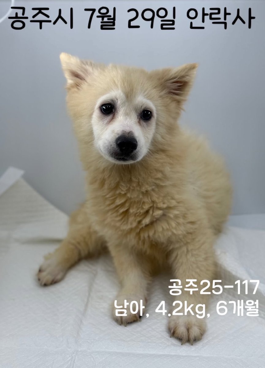 RAD_univ's tweet image. 공주시 25- 117
4.2kg
입소시 3개월령 현재 6개월

원숭이 시절(아가 털에서 어른털이 되어가는 털갈이 과정)도 채 끝나지 못하고 죽어야하는 아기 강아지. 

가족 찾아요.