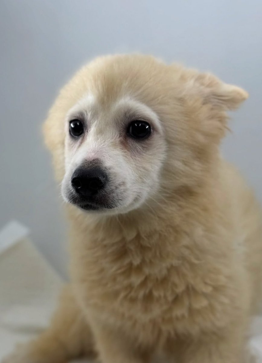 공주시 25- 117
4.2kg
입소시 3개월령 현재 6개월

원숭이 시절(아가 털에서 어른털이 되어가는 털갈이 과정)도 채 끝나지 못하고 죽어야하는 아기 강아지. 

가족 찾아요.