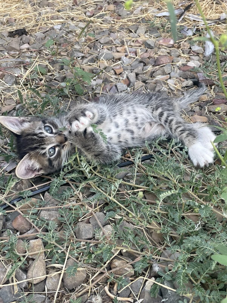 HwsEleutheroi's tweet image. Kelli back out in the back yard during "kitten play time." Got some gorgeous shots (can't wait to get home!). This one won the "cutest" award for today:
