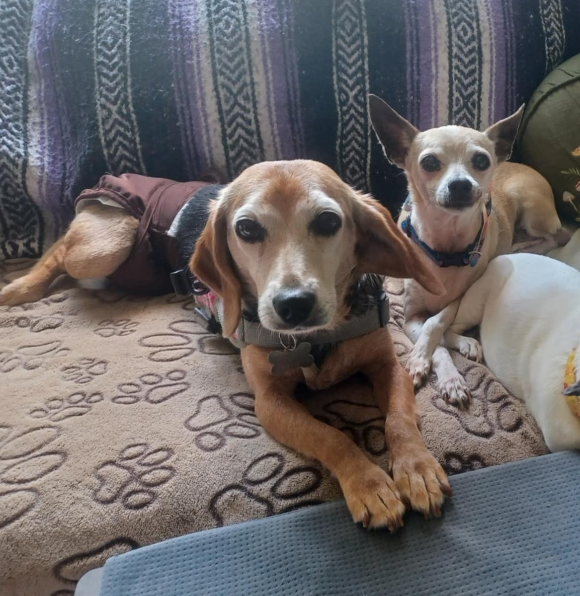 TriBeagles's tweet image. Adoptable senior #beagle of the day LUCY tribeagles.org/product/lucy-1…