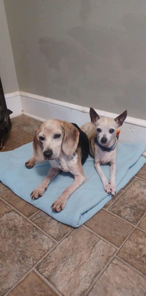TriBeagles's tweet image. Adoptable senior #beagle of the day LUCY tribeagles.org/product/lucy-1…