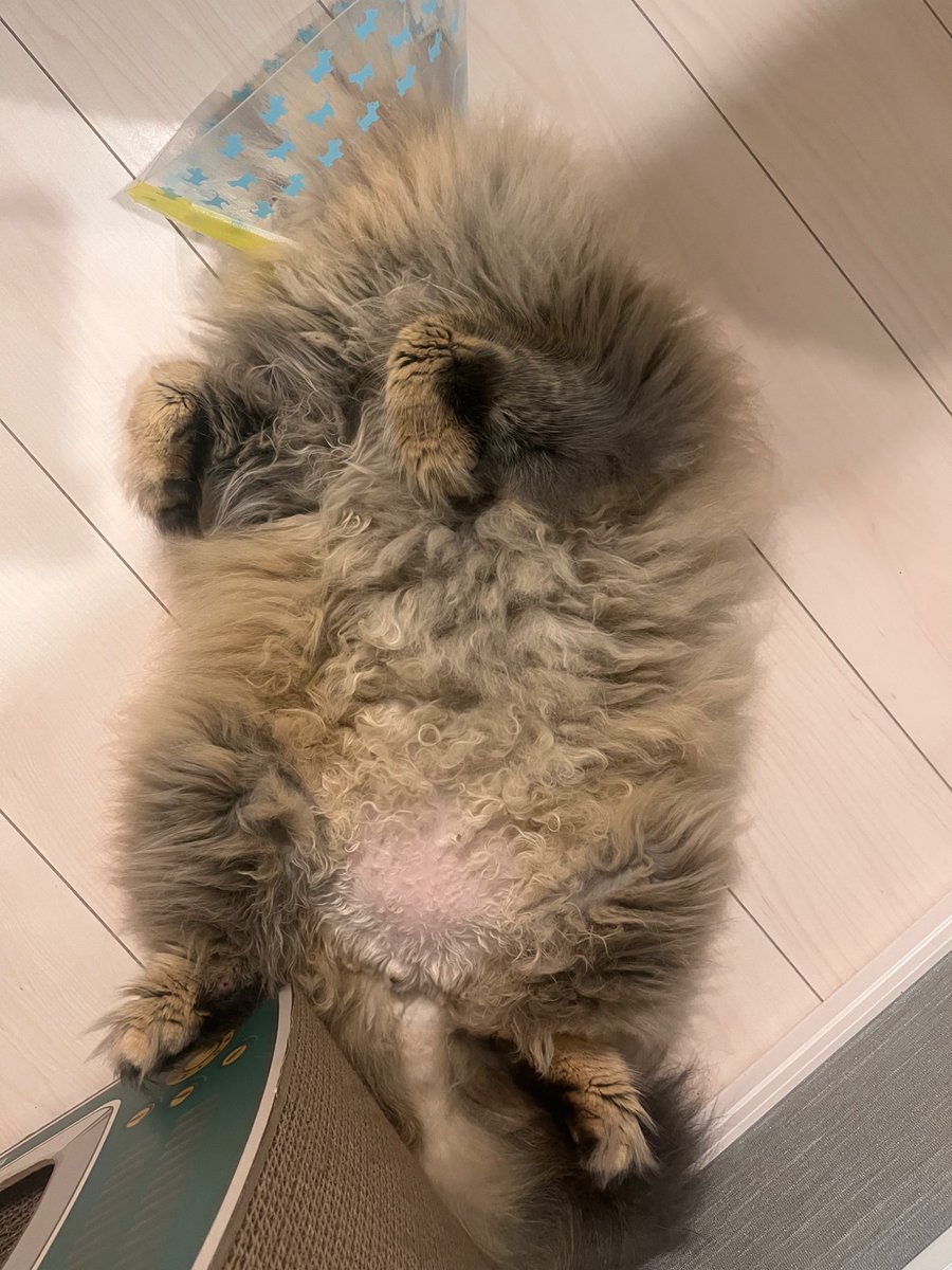 carfactory_toen's tweet image. おはようございます☀
本日は振替定休日🐈
こちらは皮膚炎治療中のバイトくん…
もはや謎の生命体
(現在は完治しております、よく頑張った)
#猫好きさんと繋がりたい #車好きと繋がりたい #毛玉