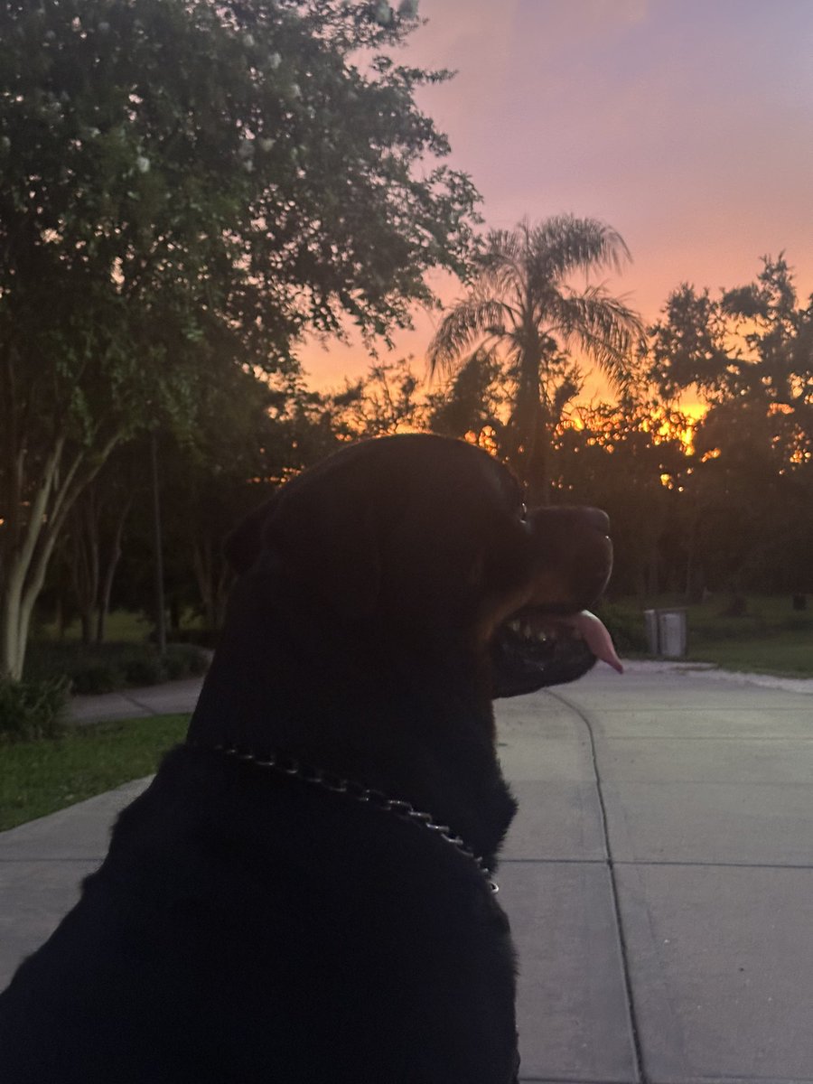 Gaurddog22's tweet image. MAGA Merle has never been caught on the Coldplay jumbo cam✌🏼🐶❤️🇺🇸
