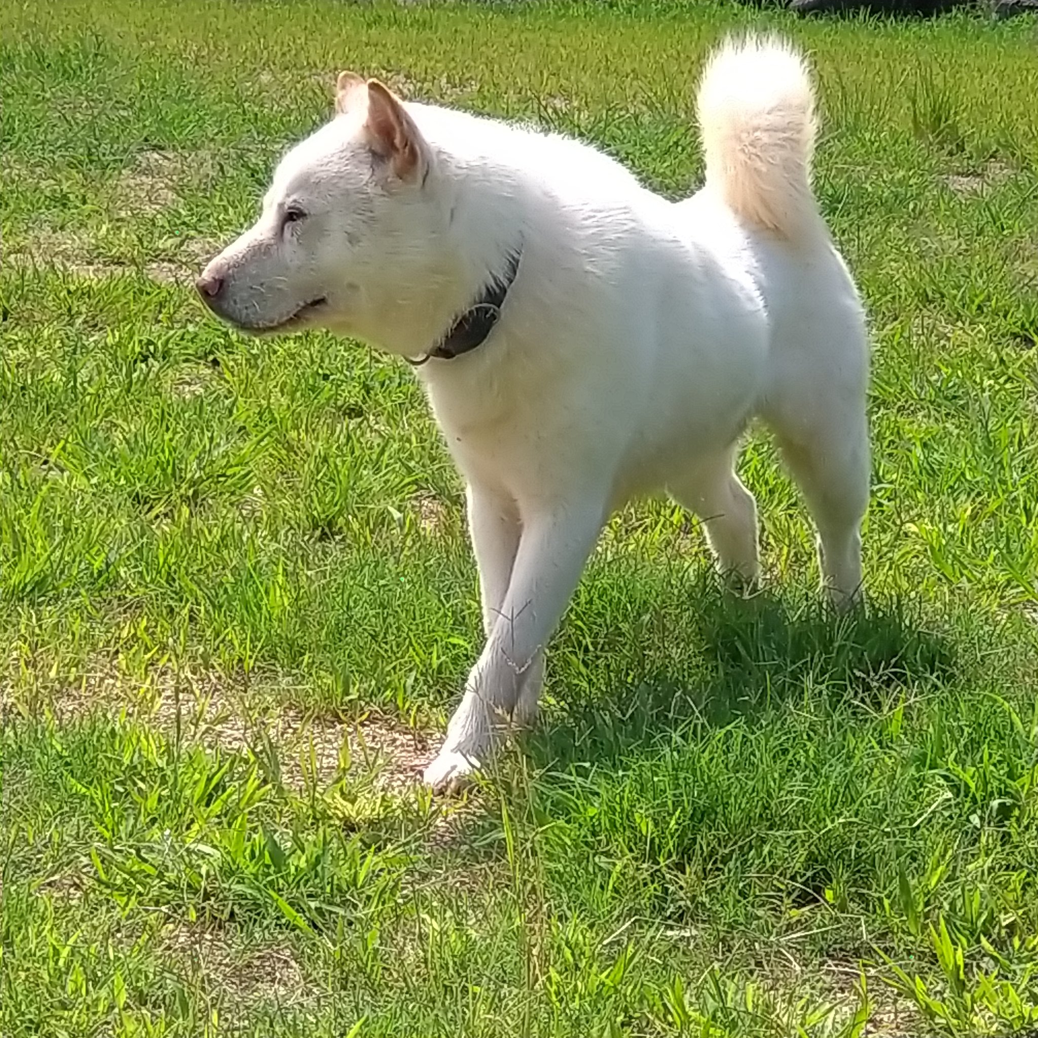 北海道犬写真集 北海道犬☆いち ♂ on X: 
