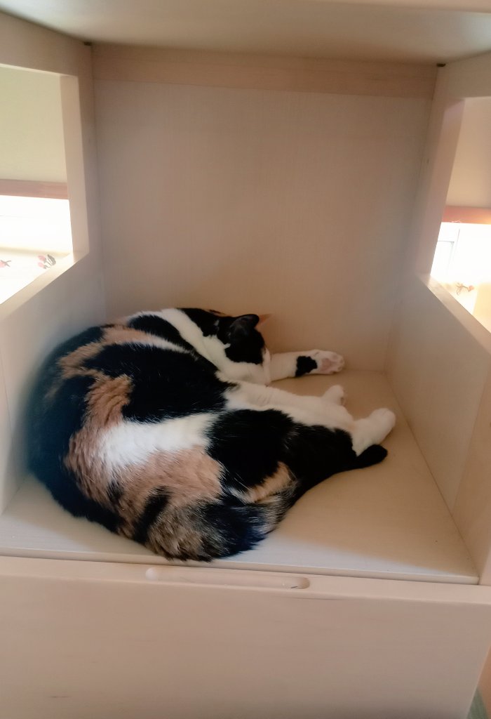 元々はリビングの一角に置いた息子のランドセル置き場だった棚。その後、息子の私物置き場になり、主が居なくなった今はネコチャンのお昼寝場所になりました😸
（ナニカオキタイケドオケナイ）