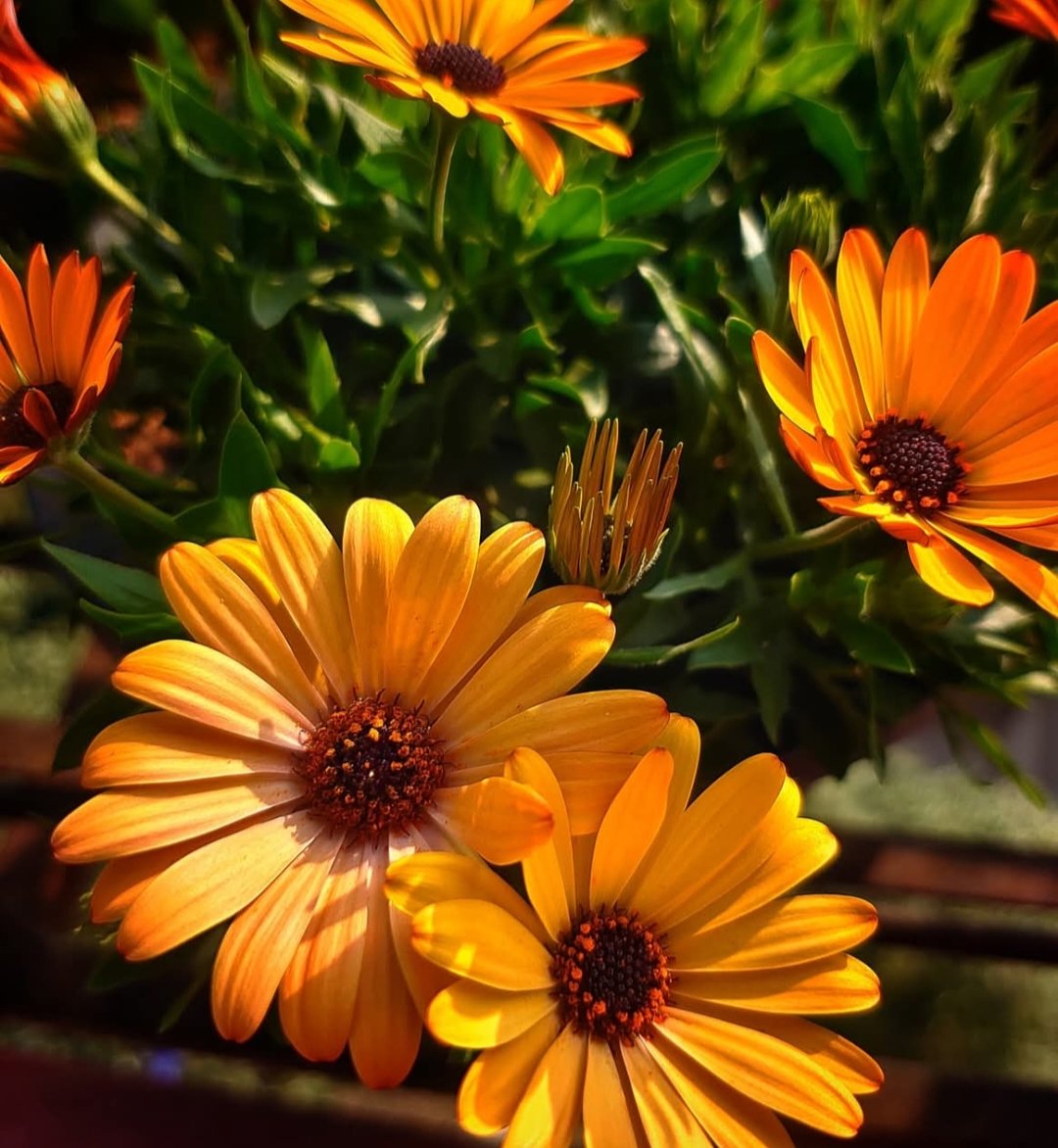 Flowers play a significant role in promoting physical &amp; mental well - being. They can reduce stress and anxiety , boost mood, improve productivity and even have medicinal properties. (Pic: My new flowers)

Good morning my friends 💚🧡