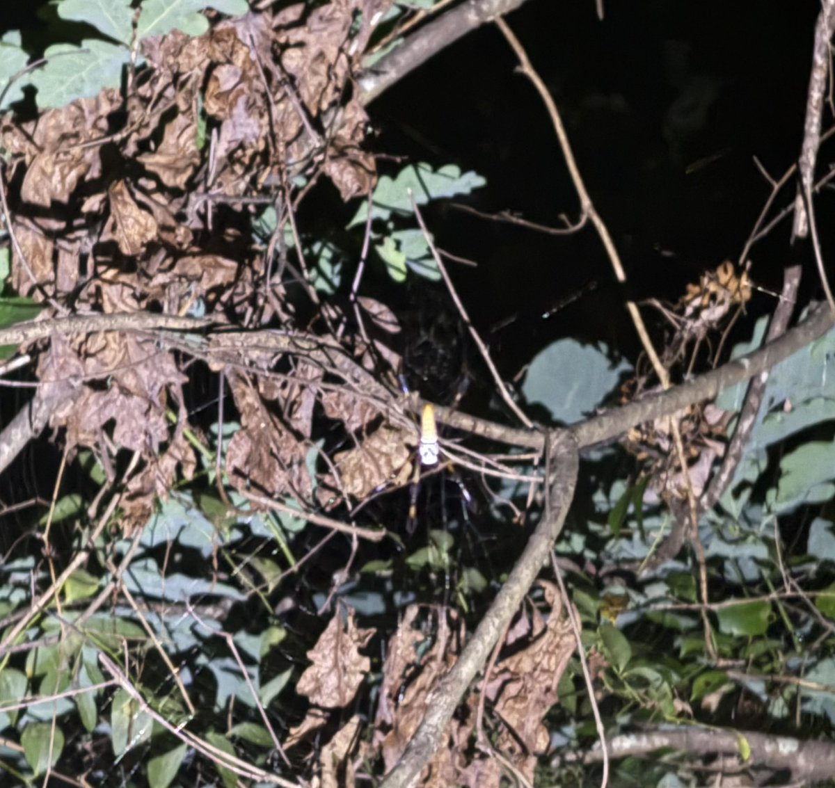 _asajj_'s tweet image. Do spiders appreciate a light being shined thru their webs? Asking for a neighbor.