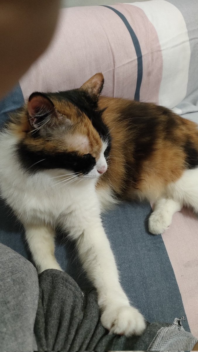 cisithecat's tweet image. temen2 mutual kakak cisi mau pindah ke Jakarta nih, ada yg tau kos atau kontrakan atau apartemen budget yg kucing friendly? kantor di WTC sudirman. kalau bisa yg gak terlalu jauh dari situ dan bisa pakai ojol biar sat set.