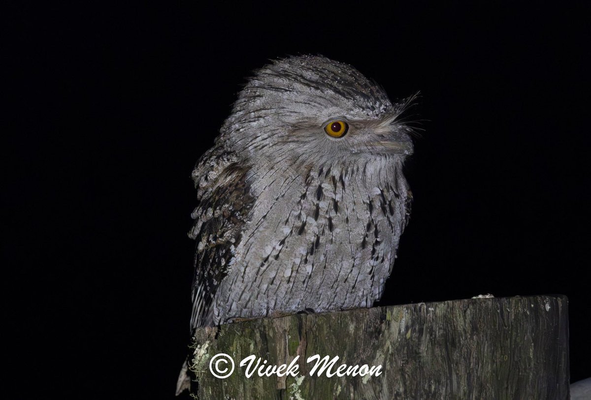 vivek4wild's tweet image. A frogmouth anywhere is a great treat. A Marbled Frogmouth sitting at eyelevel on a post next to my window as @KiraMileham drove & expertly stopped in time for me to suppress my excitement & take a stable shot was the highlight of a night drive through #Lamington NP #Queensland