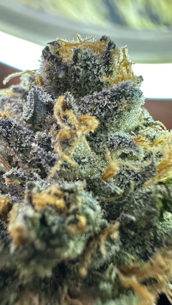 _ag710's tweet image. Z the zge way 🪐🚀
Ok so I know this sounds weird but with Z there’s some batches i get that are straight lime green skittles smell and others that smell like a bowl of pure green fruit loops the fruit loops smelling ones always get me obliterated and the lime green skittles ones…