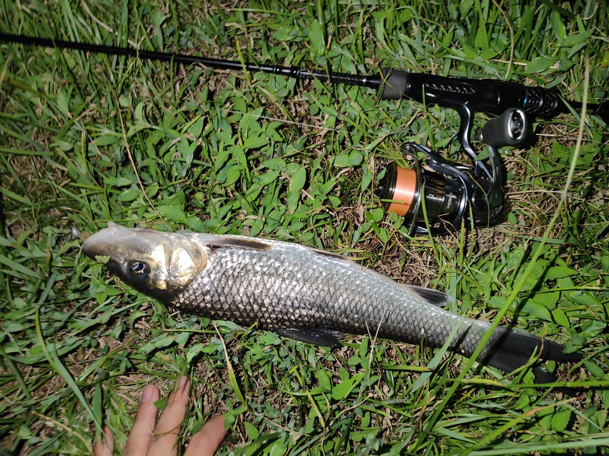 tuna_suma's tweet image. 琵琶湖アジングのゲストたち
アジは釣れなかった🐟️