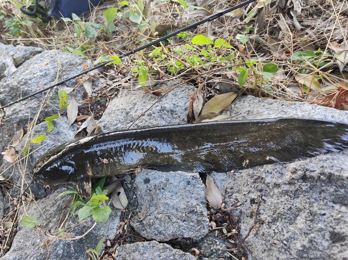 tuna_suma's tweet image. 琵琶湖アジングのゲストたち
アジは釣れなかった🐟️