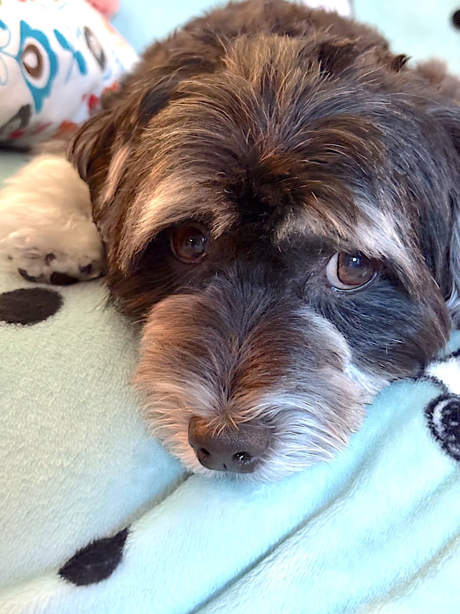 jackyhavanese's tweet image. Good night my lovelies. Wishing you all pleasant dreams.