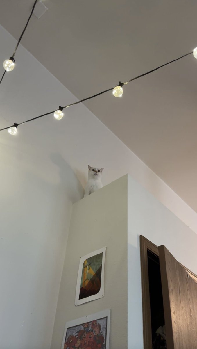 nikbeetnik's tweet image. dracula is