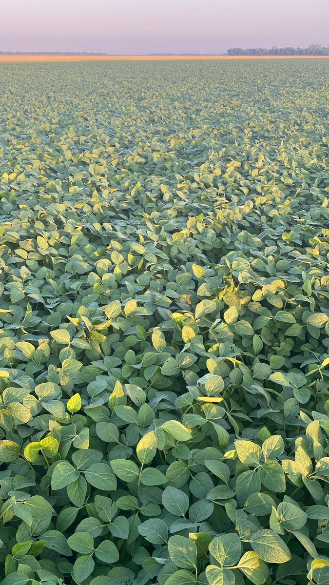 Jerod Hanson tweet media