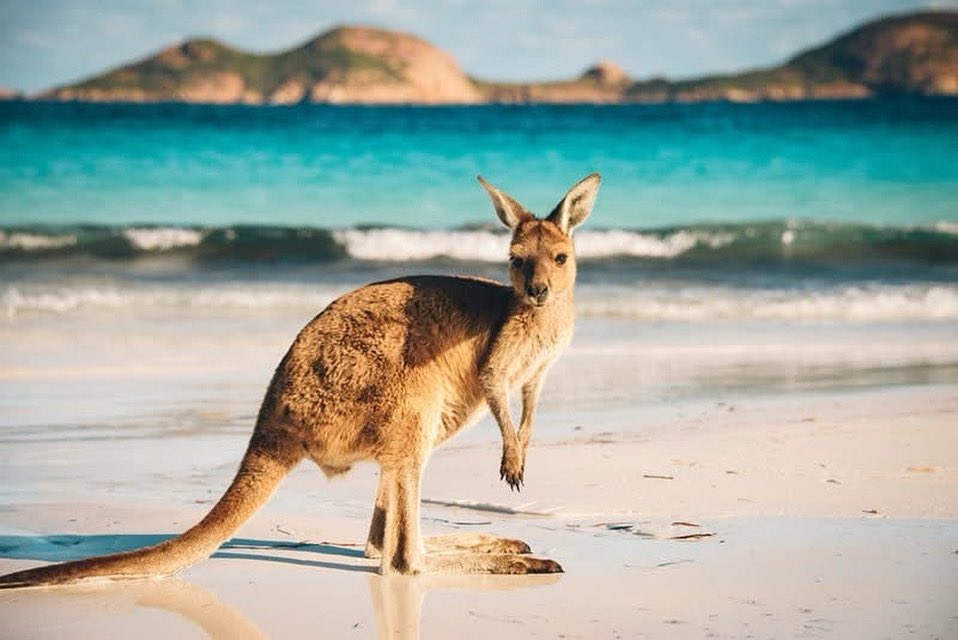 kelsiestravel's tweet image. Even kangaroos know how to chill—beach vibes and Aussie sunshine make the perfect combo! Discover Australia’s wild side where nature and relaxation meet. #BeachBums #AustraliaWildlife #TravelAustralia #kelsiestravel