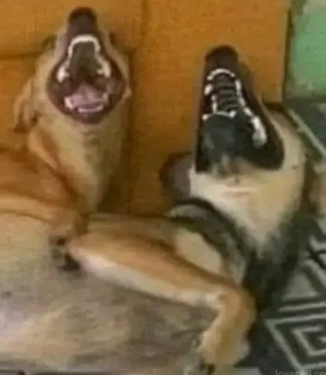 _Torbanii's tweet image. morrendo que vi um moot na festa em BH e a gente ficou uns 10 min assim um pro outro “eu te conheço de algum lugar”