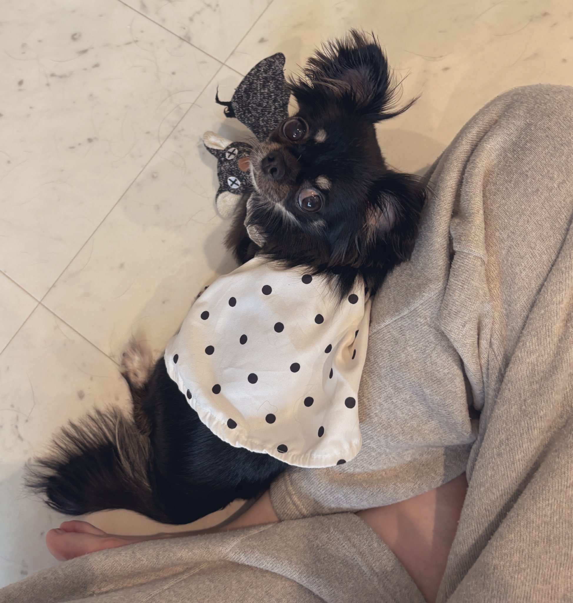 うちの犬ちゃん(ちわわ) on X: 
