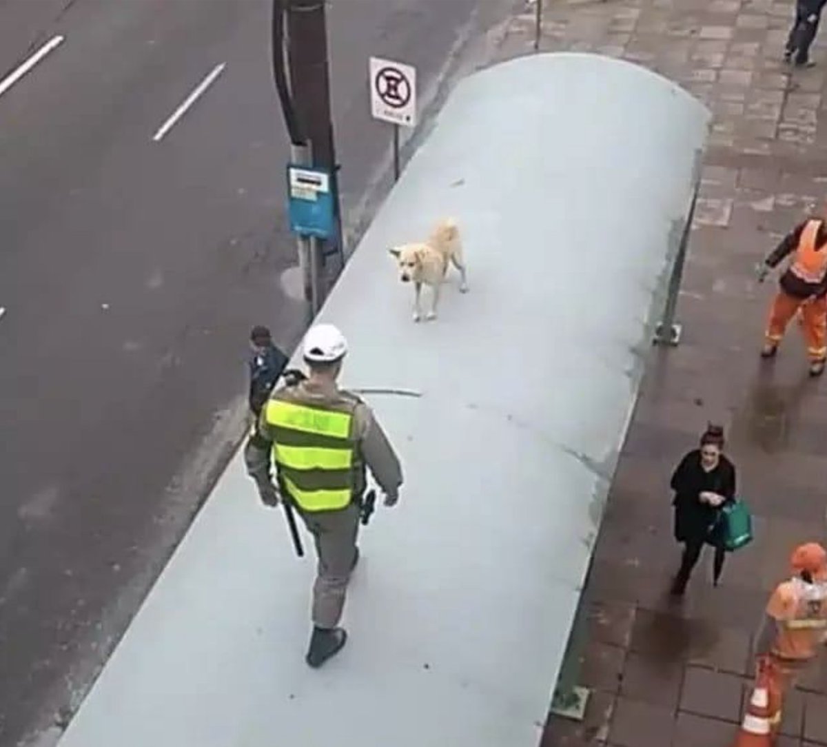 Droidroide's tweet image. Cuando reencarne en perro y me suba al techo de la parada de autobuses para buscar mi lugar en el mundo, ¿me harías ksksksksksksksksks?