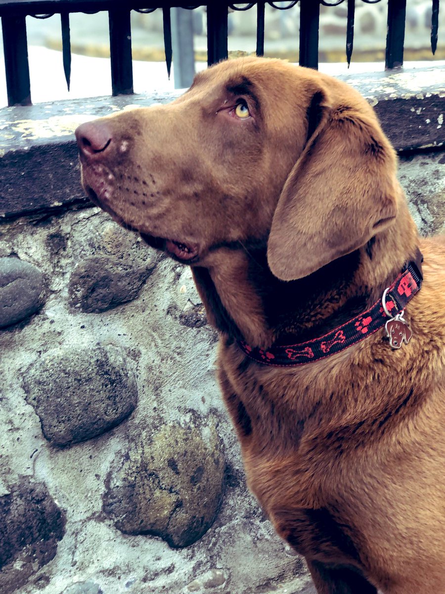 Prisca735's tweet photo. Mi guapitq Cocoa en su día 🐾🤎#DiaDelPerro https://t.co/OK6gOyAs8H