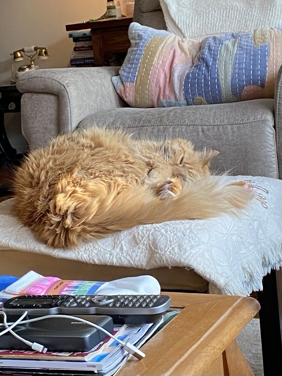 MicheleValJean's tweet image. Floof Ball! ❤️❤️