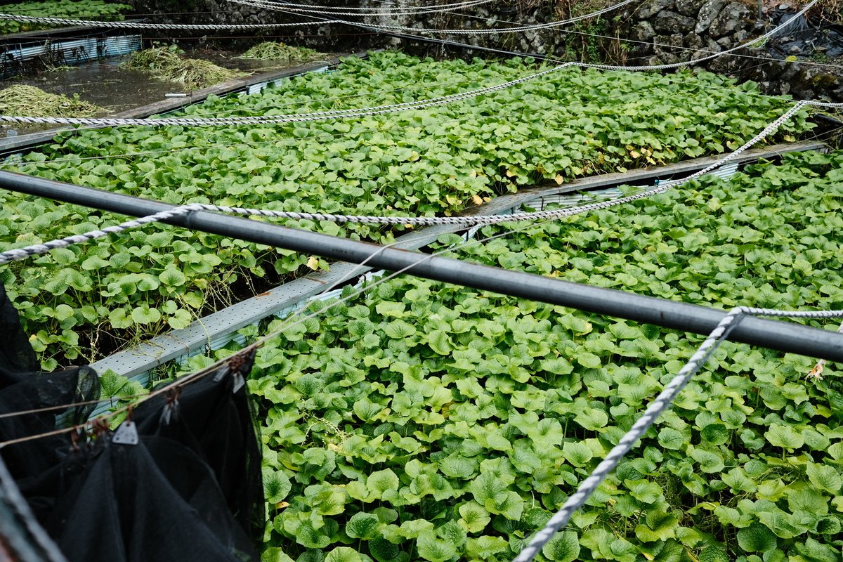 UNDPClimate's tweet image. 🍵 Wasabi, green tea, and tradition🌱
See how Japanese farmers are cultivating crops in harmony with nature – and inspiring global change through @GEF_SGP and COMDEKS.
We know enhancing #LocalAction is key to achieve the #SDGs: ow.ly/WOVb50WsnUq
#HLPF2025