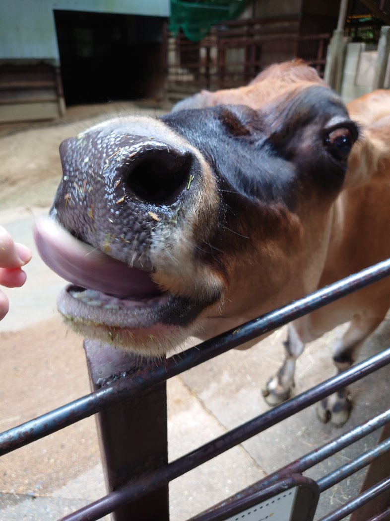 ジャージーさんにしかせんべいをあげたら舌がヤスリかな？って思うほどザラザラしてました♡