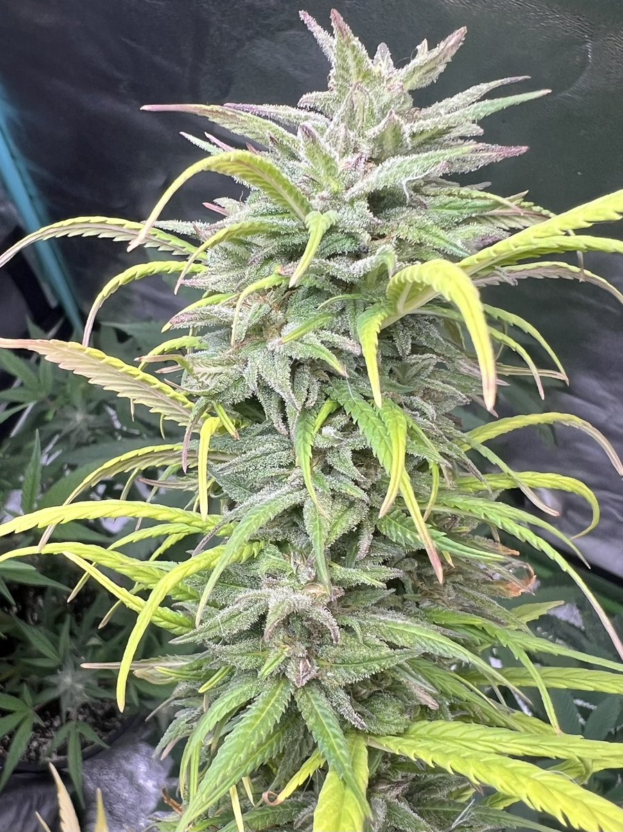 cascadia_seeds's tweet image. Kona Gold fully loaded with Moloka’i Frost babies. This cross will be a blast to hunt. Testers available soon. Moloka’i Frost available now!