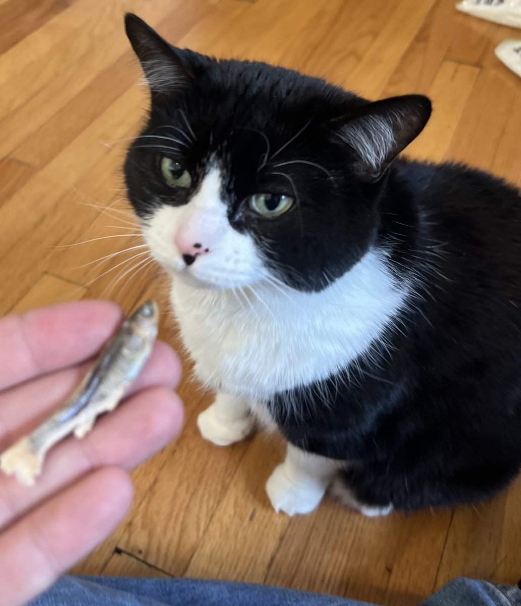 cholent_lover's tweet image. Guess which one ATE the minnow and which one REFUSED the minnow