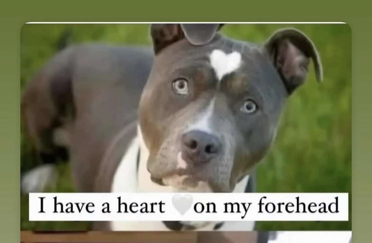 Xriends do we think this is <a href="/elonmusk/">Elon Musk</a> doggelgänger?