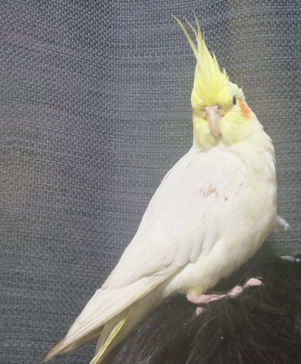 Eue_Akatsuki's tweet image. すみません、千葉県船橋市周辺でこのオカメインコ探しています。
放鳥中に部屋をノックされ慌てて開けた時に逃げられました。
名前はキナコで船橋駅周辺のどこかにいると思います。北口方面が怪しいです。
警察に遺失届は届け済みです。
もし見かけた保護された方は警察かこちらに情報ください。