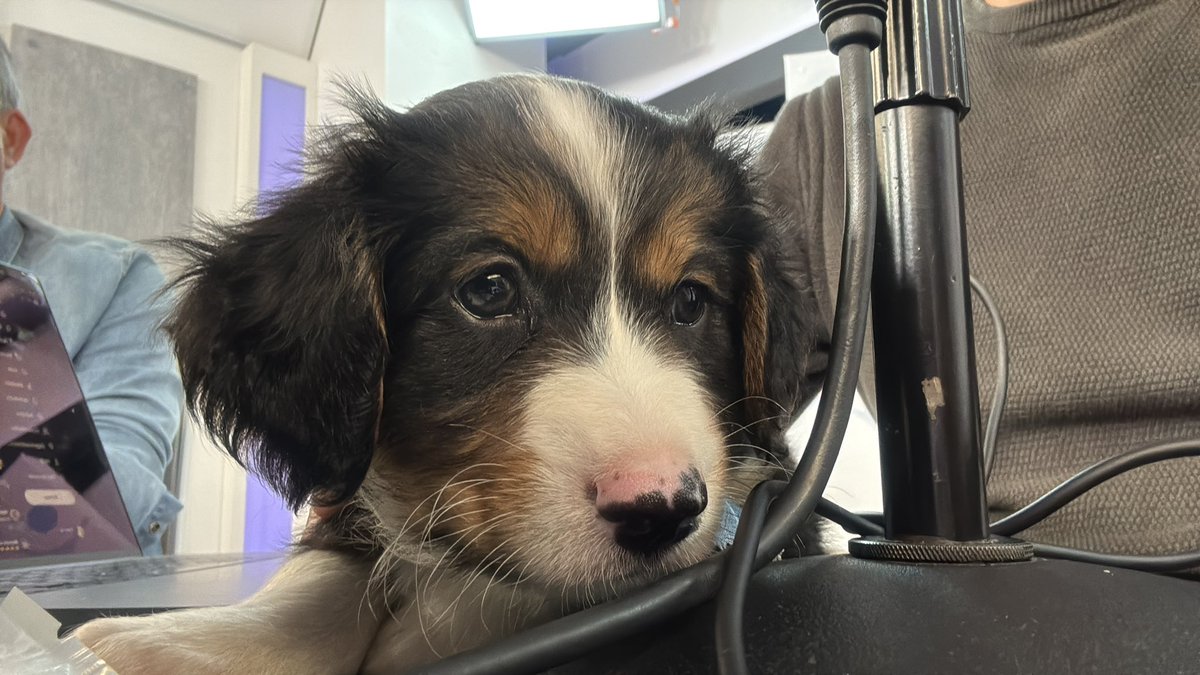 tronco's tweet image. Hoy vino @ZaguatesRefugio y trajo a Duque un cachorrito rescatado en G. Catan y fue adoptado en tiempo record por @MarianoOliveros
Grande Marian! Y gracias a Zaguates por el laburo que hacen