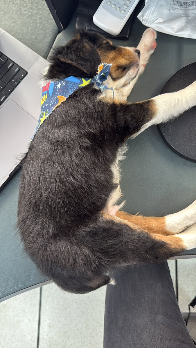 tronco's tweet image. Hoy vino @ZaguatesRefugio y trajo a Duque un cachorrito rescatado en G. Catan y fue adoptado en tiempo record por @MarianoOliveros
Grande Marian! Y gracias a Zaguates por el laburo que hacen