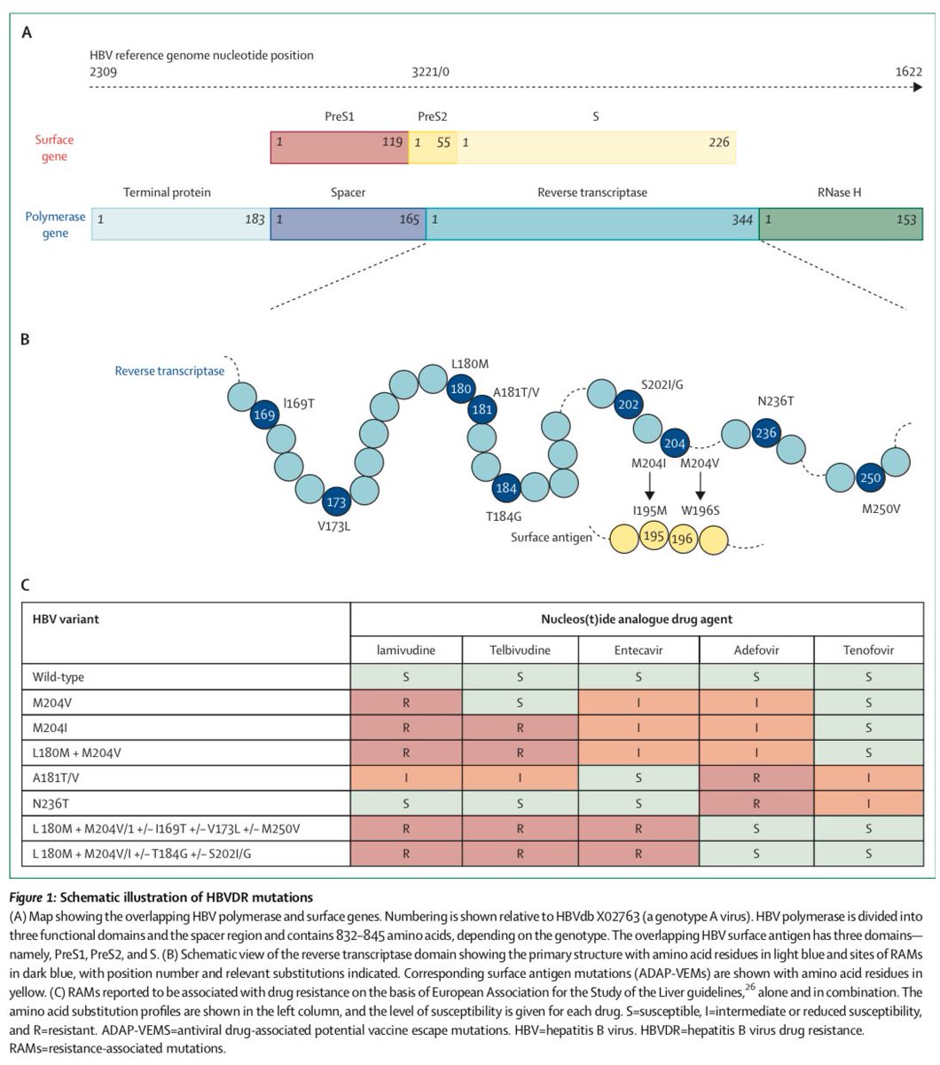 AliSMV7's tweet image. Hepatitis B virus resistance to nucleos(t)ide analogue therapy: WHO consultation on questions, challenges, and a roadmap for the field
doi.org/10.1016/j.lanm…
