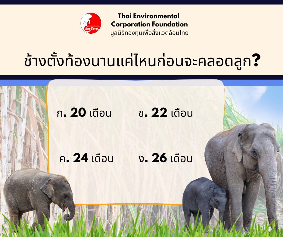 Envcorp_th's tweet image. ไม่ว่าคนหรือสัตว์ก็ต้องเรียนรู้ที่จะใช้ชีวิต การเอาตัวรอดในสถานการณ์ต่างๆ เพราะฉะนั้น เราอย่าตัดสินใครว่าควรทำอย่างไร อย่าทำลายเขาเพียงเพราะเขาไม่เหมือนเรา สัตว์ก็เหมือนกัน สัตว์ทุกชนิดทุกตัวก็คงไม่อยากทำร้ายใคร แต่เพียงมันต้องป้องกันตัวจากอันตรายที่เข้าหามันก็เท่านั้น