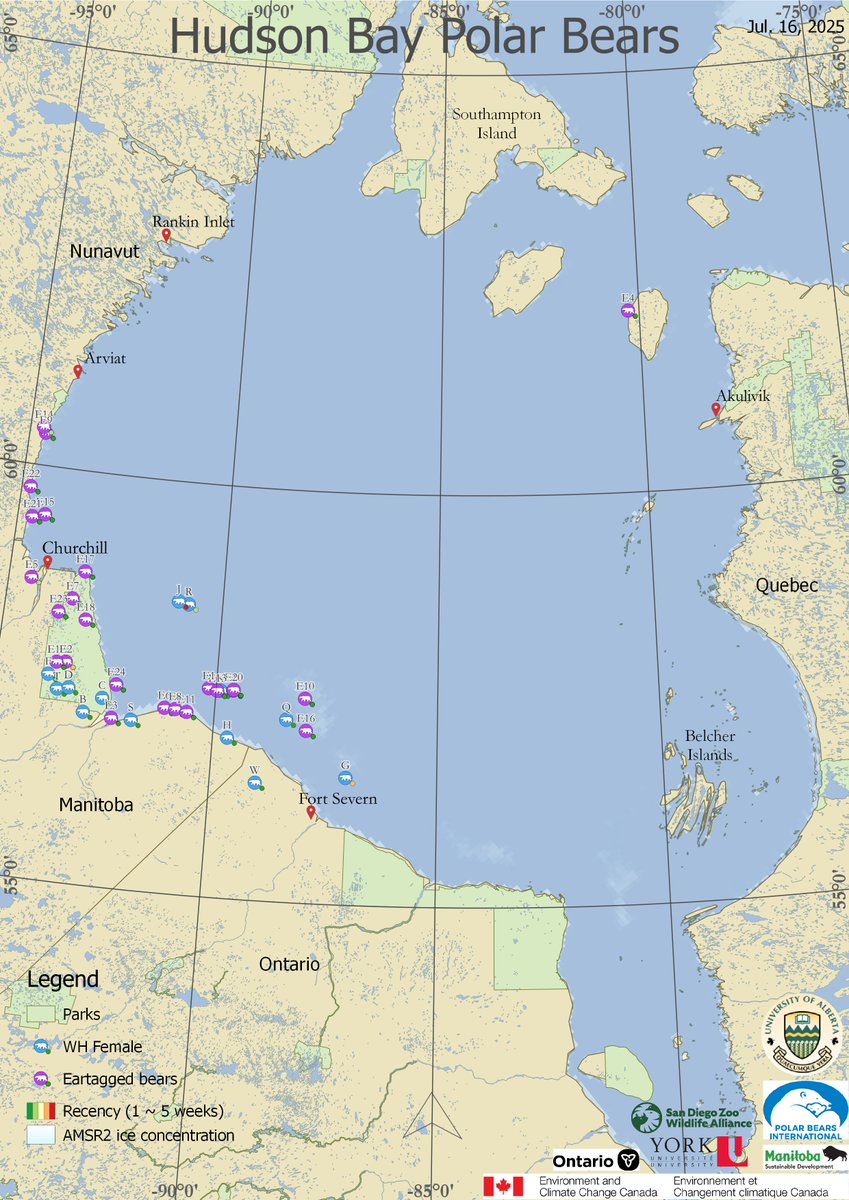 AEDerocher's tweet photo. It's very unusual to see polar bears still out on so little sea ice. This is a change in behaviour compared to the past when 30% ice cover meant heading for land. Perhaps the hunting is still good? Perhaps they need to fatten more? Maybe they found a few solid bits of ice? https://t.co/UDwKF56lN1