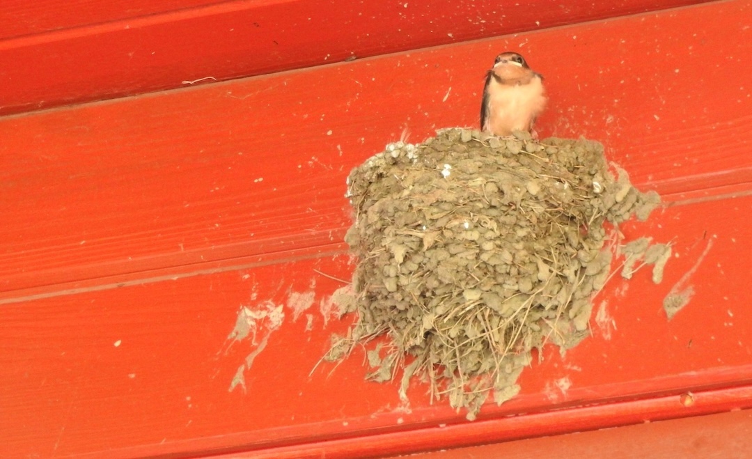 Where there is a human-made structure, there may just be a barn swallow. That’s because while barn swallows historically nested in caves and cliffs, they readily adapted to utilizing human structures, especially barns (Justin Eccles photo)