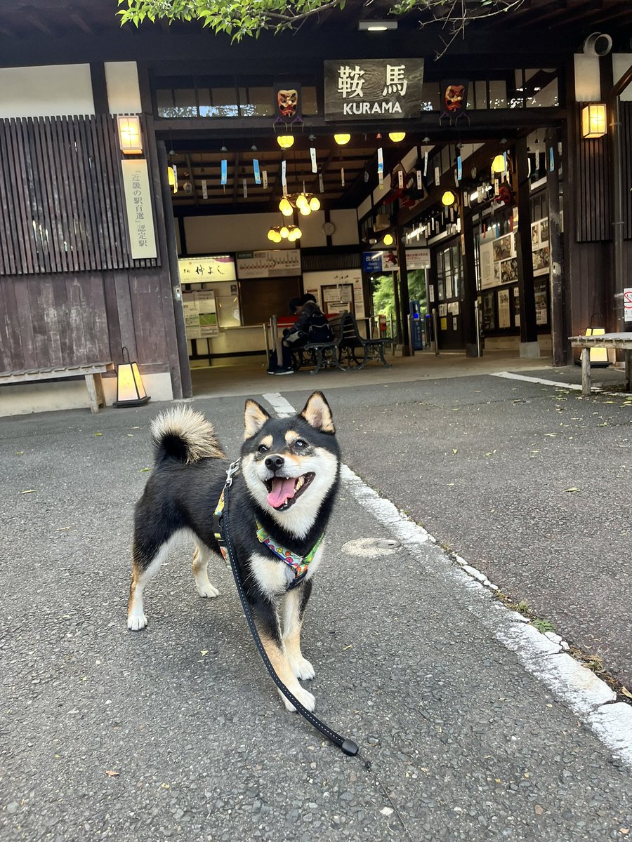 JapanSoul01's tweet photo. 京都に行ってきたよ🐶　

#柴犬 #柴犬のいる暮らし #鞍馬寺 #貴船神社 https://t.co/eSG3nrBpbe @YouTubeより https://t.co/OE0FNQEE83
