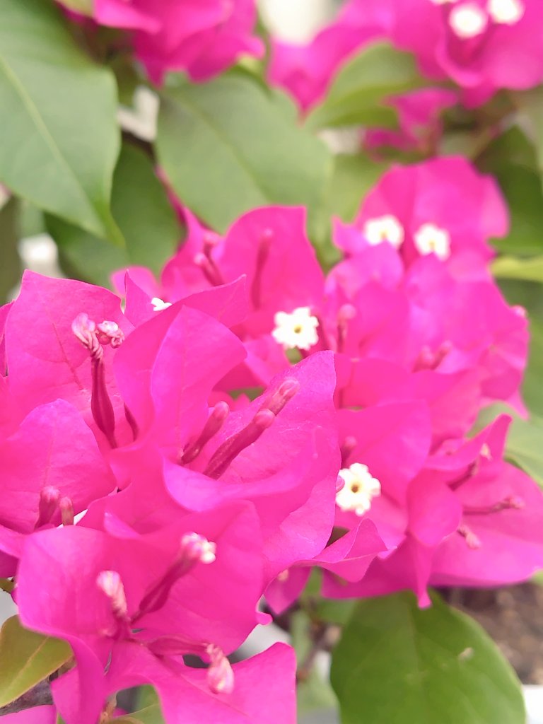 bua10732378's tweet image. 夏ですねぇ…。完全に夏です。
サルスベリもいつの間にか咲いて
ます。元気だなぁ。
寝ても寝ても眠いのは何故?
_(:3 」∠)_今日は火曜日なんですね。
ちょっと嬉しい。ちょっと遅いお昼
です。良い午後を〜♪