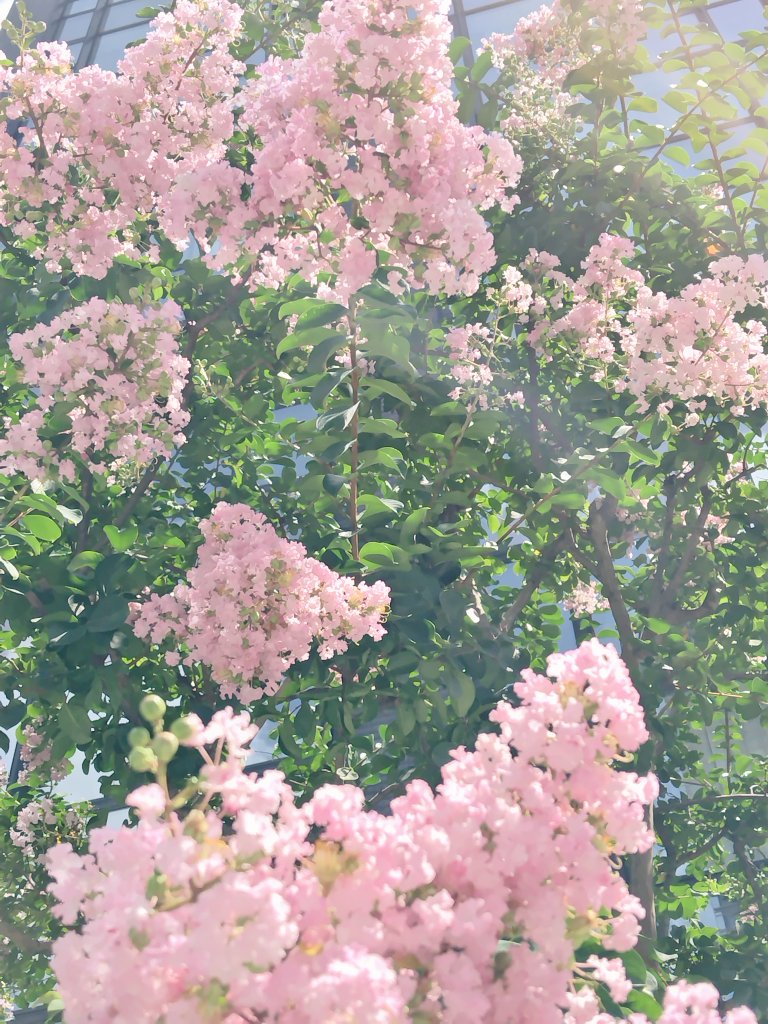 bua10732378's tweet image. 夏ですねぇ…。完全に夏です。
サルスベリもいつの間にか咲いて
ます。元気だなぁ。
寝ても寝ても眠いのは何故?
_(:3 」∠)_今日は火曜日なんですね。
ちょっと嬉しい。ちょっと遅いお昼
です。良い午後を〜♪