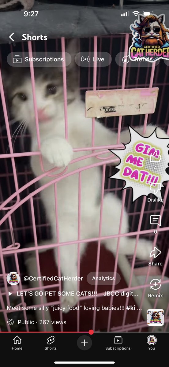 Anyone like kittens? 

Meet some silly “juicy food” loving babies!!! #kittens #kittenshorts #sh... 

youtube.com/shorts/p1gBaKt… via <a href="/YouTube/">YouTube</a>