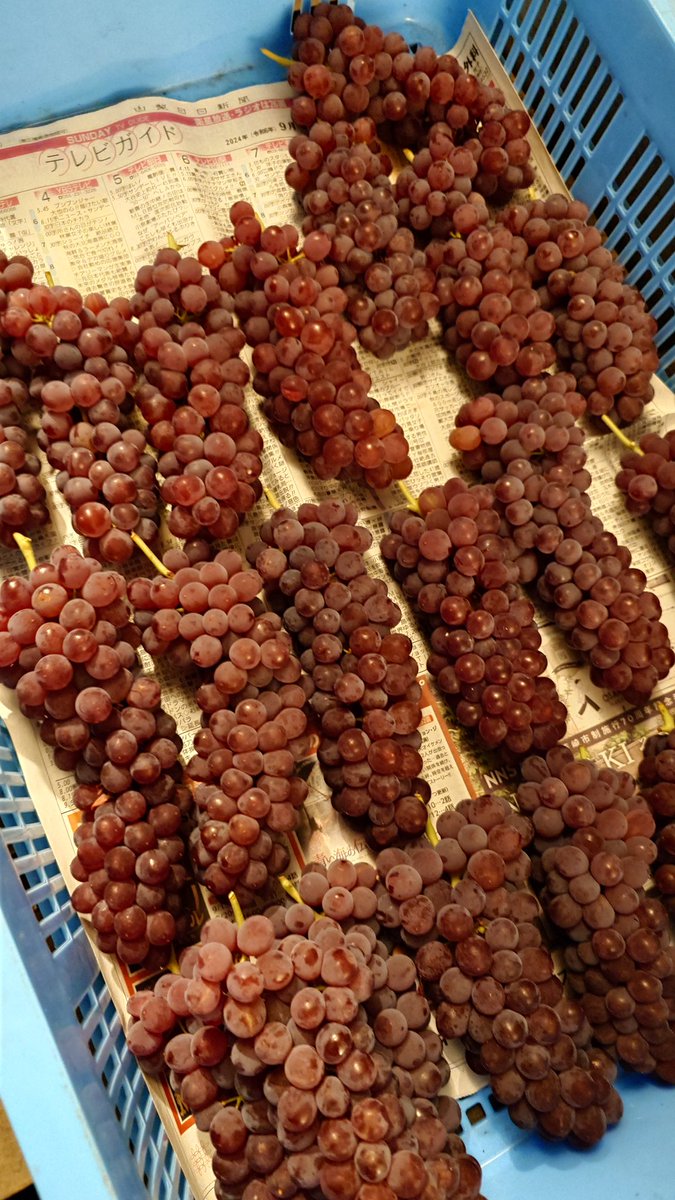 デラウェアの収穫が始まりました
他ぶどうも収穫時期になったら投稿します
#デラウェア