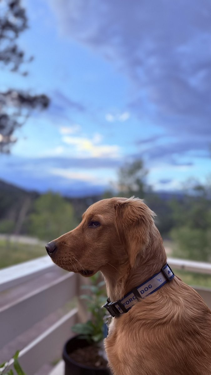 TheOSUBuckeye09's tweet image. I guard the hills, I watch the skies,
With fur that gleams and dreaming eyes.
The breeze tells tales, the clouds drift slow—
A noble pup with much to know.
#PoeticPup #GoldenHourGuard #MountainMuse #DeepDogThoughts #FurWisdom #PawseAndReflect