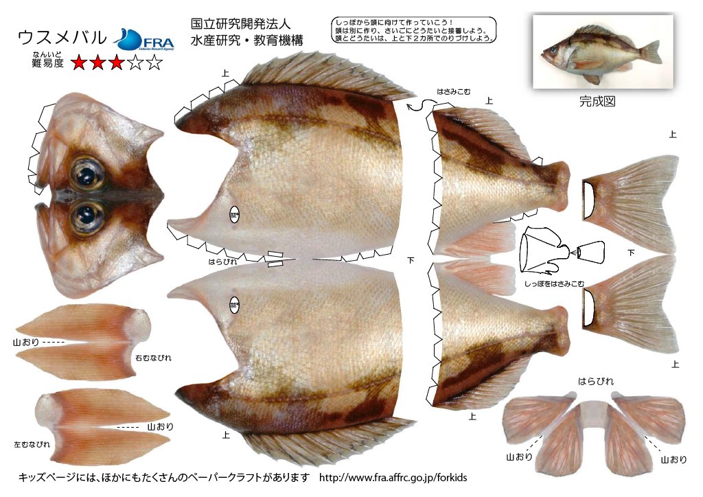 fra_go_jp's tweet image. 【ペーパークラフトのご紹介】
ウスメバルは対馬海峡から北海道南部の日本海や神奈川県から青森県の太平洋でみられ日本海で多くとれます。
沖合の深場の岩礁域にすみ、体長は最大35㎝です。目が大きい為目張るとも書きます。
胎生なので魚の姿で産まれます。
#ウスメバル
fra.go.jp/forkids/kids_p…